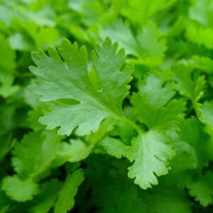 Coriandre