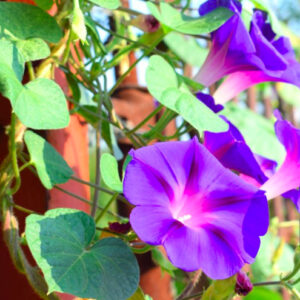 Impomée en mélange