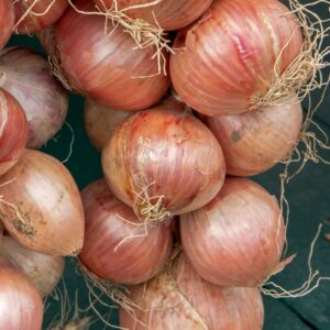 Oignons rosés d'Armorique