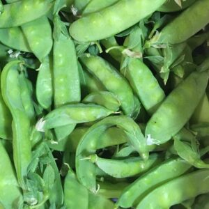 Pois mangetout Hérault