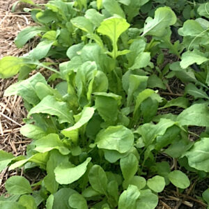 Roquette cultivée