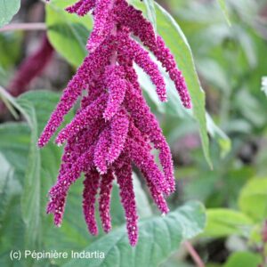 Amarante à queue de Renard