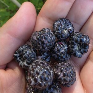Framboisier Black Jewel