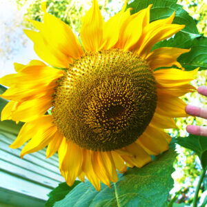Tournesol Géant Mammouth