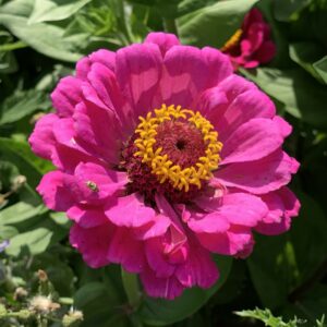 Zinnia à grandes fleurs en mélange
