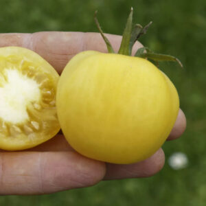 Tomate Pêche blanche