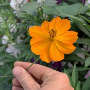 Cosmos Sulphureux - graines