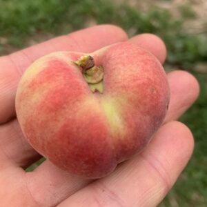Pêcher à fruits plats