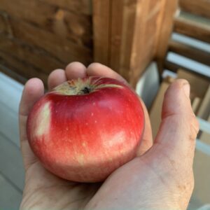 Pommier Maouvie