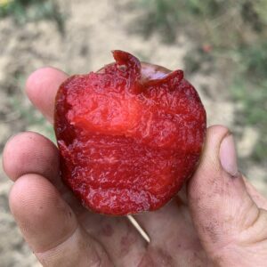 Pluot Flavor Suprem
