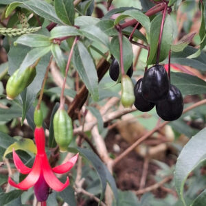Fuchsia Royal - Regia Reitzii
