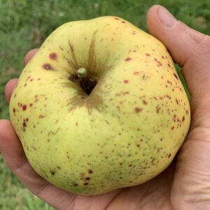 Pommier Calville Garibaldi