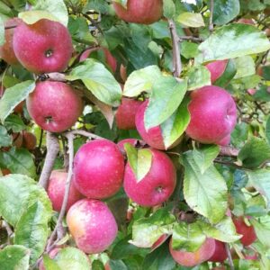 Pommier Dalinette