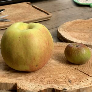 Pommier Double rose