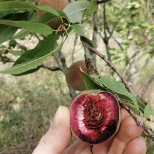 Pêcher Sanguine vineuse