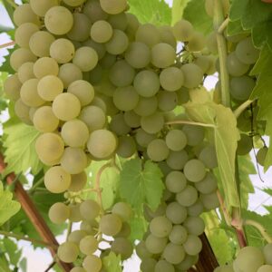 Vigne Excelsior