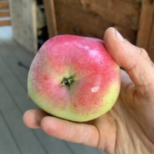 Pommier Mildose