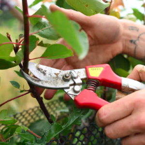 Apprendre à tailler mes arbres
